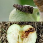 Плодожорка – методы борьбы с яблонной, сливовой и прочими