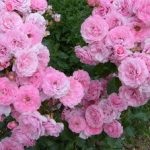 Особенности посадки розы боника и розы флорибунда, уход за растениями и описание