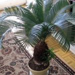 Цикас — уход в домашних условиях за пальмой от пересадки после покупки до размножения