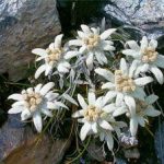 Эдельвейс виды цветка и его выращивание из семян, уход и размножение