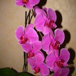 Уход за орхидеей фаленопсис в домашних условиях после магазина