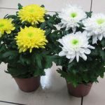 Комнатная хризантема как ухаживать за ней в домашних условиях, выращивание и уход, фото