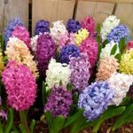 Комнатные луковичные растения фото, название и описание самых популярных цветов