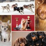 Лучшие собачьи питомники в Омске, где живут тои, хаски, таксы, йорки