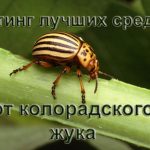 Лучшие средства от колорадского жука и их применение