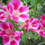 Садовый цветок годеция описание и разновидности с фото, выращивание из семян, когда и как сажать и