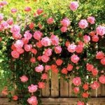 Фото цветка похожего на пион характеристики, способы размножения пионовой розы