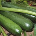 Популярные сорта кабачков хорошие семена для открытого грунта и фото растущих овощей