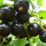 Лучшие сорта крупной чёрной смородины как вырастить сладкую ягоду при минимальной обработке