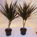 Названия комнатных пальм разновидности растений и создание благоприятного климата, правила ухода и