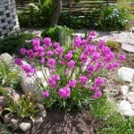 Цветок лихнис фото и описание халцедонского, корончатого и других видов растения, особенности