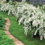 Кустарник-многолетник для вашего сада или огорода название, период цветения, делаем выбор для дачи