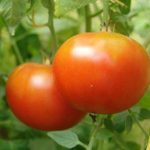 Разновидности сортов томатов для Ленинградской области, критерии выбора