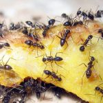 Обзор лучших средств от муравьев в 2019 году