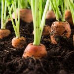 Посадка моркови весной — когда сеять семена в открытый грунт и как правильно