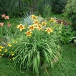 С какими цветами сочетаются лилейники в ландшафтном дизайне сада виды растений и фото