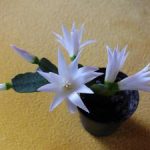 Пасхальный кактус уход за рипсалидопсисом в домашних условиях, виды и сорта, описание и