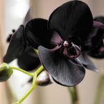 Фото черной орхидеи цветок семейства фаленопсис, правила ухода за ним