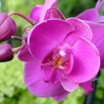 Орхидея фаленопсис можно ли ее пересаживать во время цветения, особенности пересадки цветущего