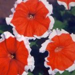 Сорта и гибриды петунии ампельный и каскадный цветок, фото видов с названием