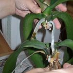 Разведение орхидеи в домашних условиях методы размножения фаленопсиса, советы