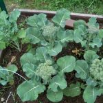 Поэтапный уход за капустой брокколи и выращивание различных сортов в Подмосковье