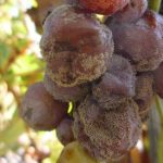 Обработка винограда от болезней и вредителей когда лучше опрыскивать