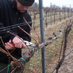Обрезка винограда весной в пошаговом описании с видео инструкция для начинающих