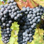 Сорта винограда для вина особенности выращивания