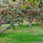Лучшие сорта яблонь для Подмосковья описание с фото, выращивание и уход, отзывы