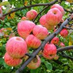 Сорт яблони Мельба описание с фото, выращивание и уход, отзывы