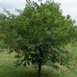 Лучшие сорта вишни для средней полосы России особенности выращивания, фото, отзывы