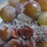 Чем обработать виноград весной после открытия народные средства и химические препараты