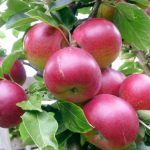 Чем подкормить яблоню виды удобрений, особенности весной и летом