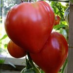 Томат бычье сердце характеристика и описание сорта помидоров, особенности выращивания, фото, отзывы