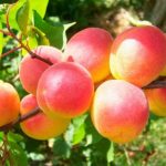 Сорт абрикоса Саратовский Рубин описание с фото, выращивание и уход, отзывы