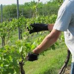 Подкормка винограда осенью удобрения и прочие способы