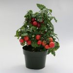 Штамбовые сорта помидоров что это такое, агротехника выращивания этих томатов, отзывы, фото