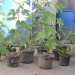 Посадка чёрной смородины как правильно посадить весной и осенью, схема как сажать, видео