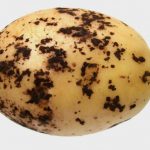 Парша картофеля — как бороться с порошистой, черной и прочими типами химические средства,