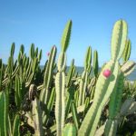 Цереус — виды кактуса с фото, посадка и уход в домашних условиях