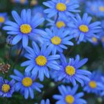 Фелиция — описание цветка с фото, выращивание и уход в открытом грунте или домашних условиях