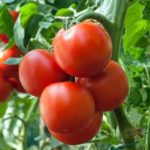 Профилактика фитофторы в теплице и открытом грунте защита помидоров и картофеля