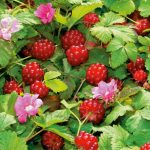 Княженика — фото и описание ягоды, свойства и отзывы о вкусе