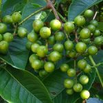 Плоды амурского бархата лечебные свойства ягод бархатного дерева, их применение