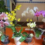 Чем отличается цветок орхидеи от фаленопсиса вид сорта, фото, цвет и уход за растением