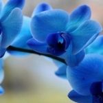 Синие и голубые орхидеи существуют ли в природе, в чем секрет необычного цвета, уход за крашеным