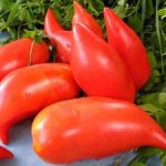 Хорошие сорта томатов для Средней полосы выбор видов для открытого грунта, примеры и советы по уходу