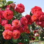 Роза флорибунда кимоно описание растения, фото и отзывы