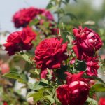 Подкормка роз осенью фосфорно-калийные удобрения, калимагнезия и прочие способы